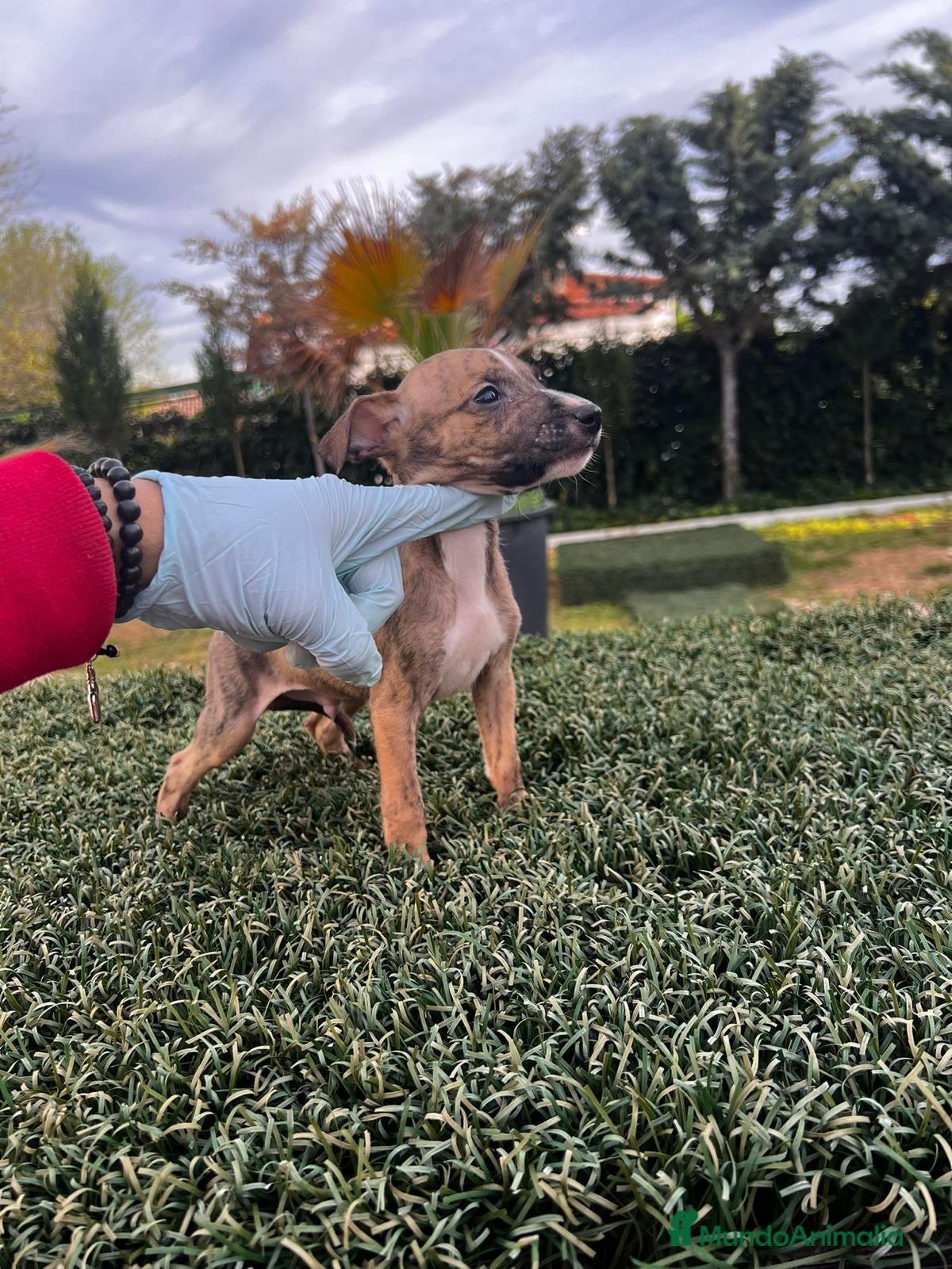 Whippet perros WHIPPET PUPIES  en Badajoz - Anuncio 2