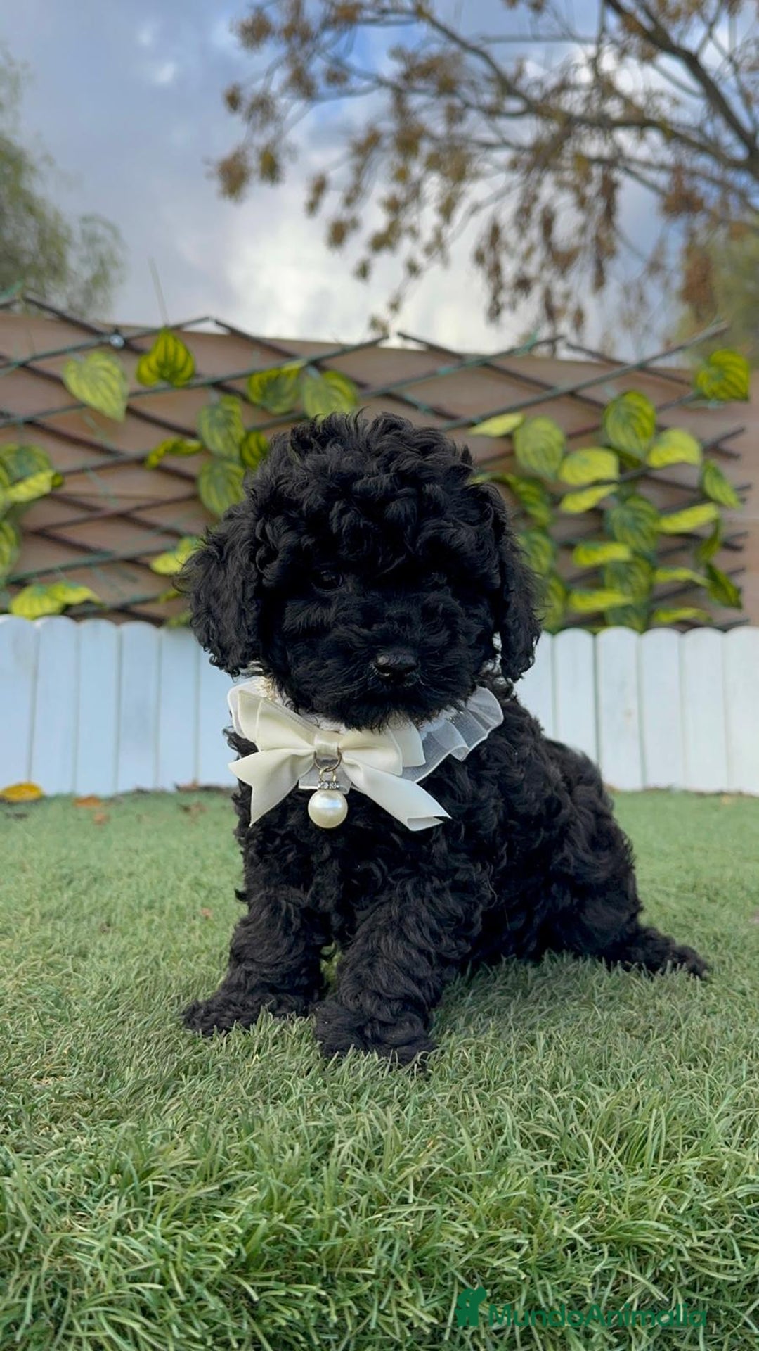 Caniche Toy perros en venta: CANICHE TOY MACHO - Anuncio 13