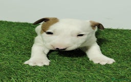 Bull Terrier perros en venta: BULL TERRIER - Imagen 1
