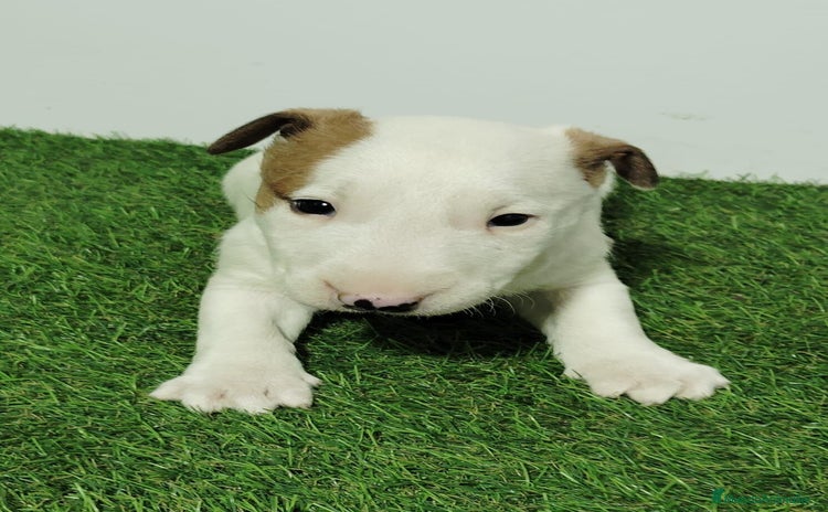 Bull Terrier perros en venta - Propaganda 1