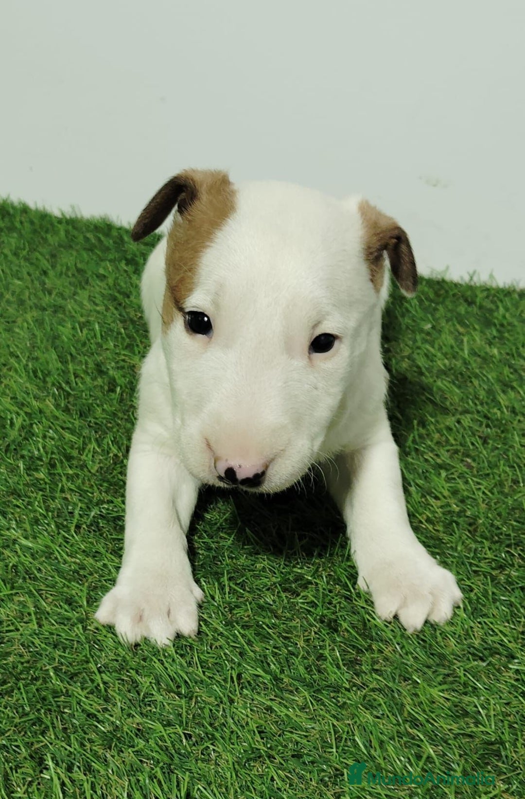 Bull Terrier perros en venta: BULL TERRIER - Imagen 1
