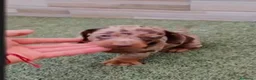 Teckel Miniatura perros en venta: Teckel arlequines y chocolate  - Anuncio 3
