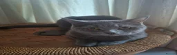 Británico de Pelo Corto Azul gatos en venta: British blue en Málaga - Anuncio 2