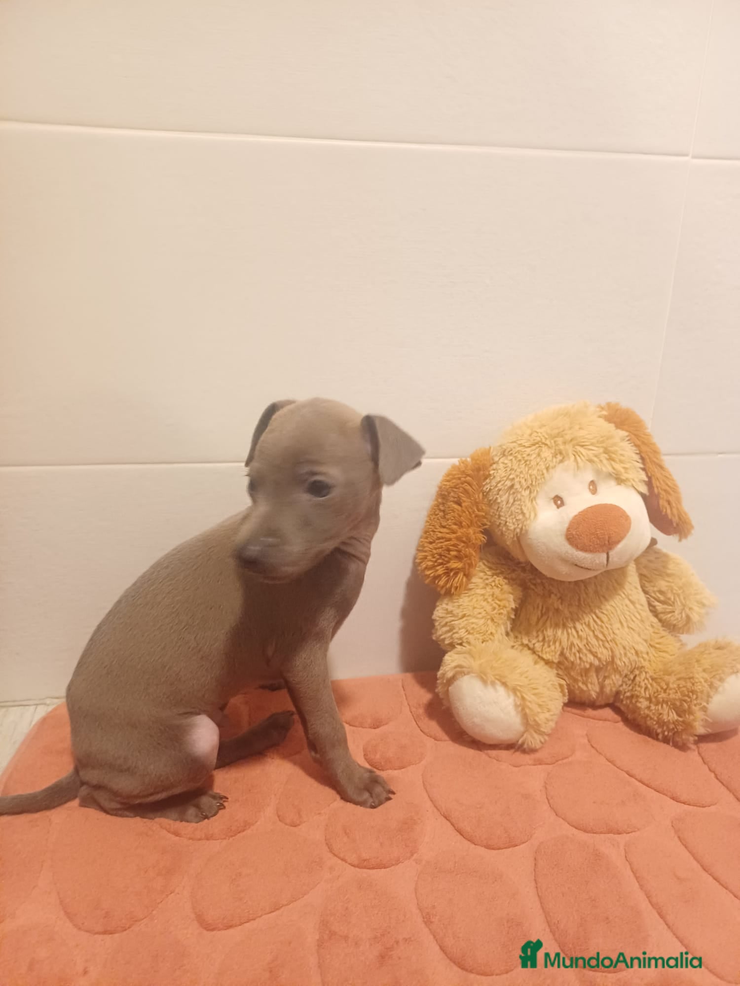 Pequeño Lebrel Italiano perros Lebrel italiano  - Anuncio 1