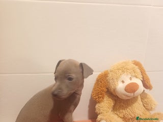 Pequeño Lebrel Italiano perros Lebrel italiano - Anuncio 1