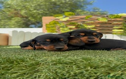 Teckel Miniatura perros en venta: TECKEL MINIATURA - Imagen 4