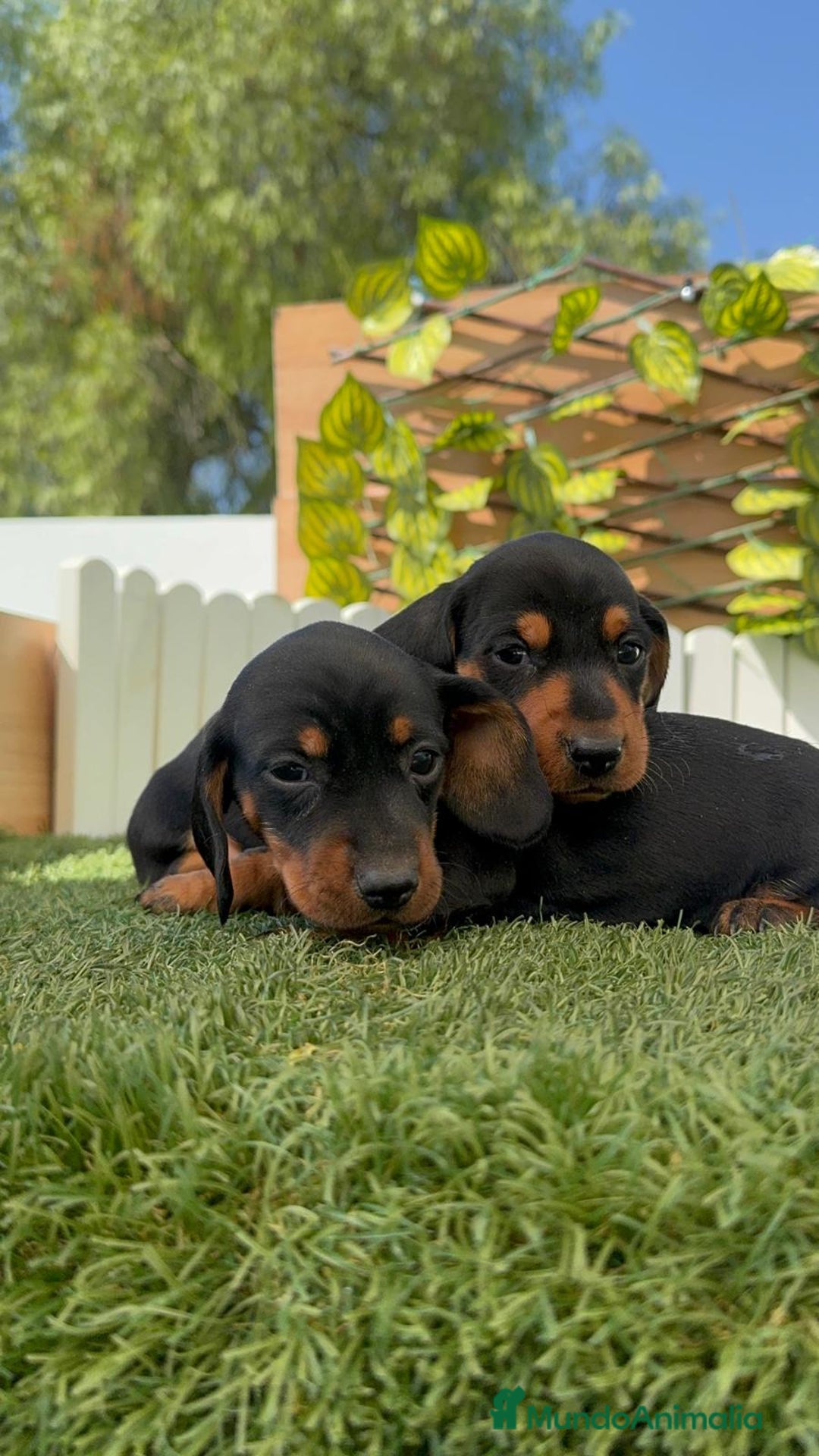 Teckel Miniatura perros en venta: TECKEL MINIATURA - Imagen 4