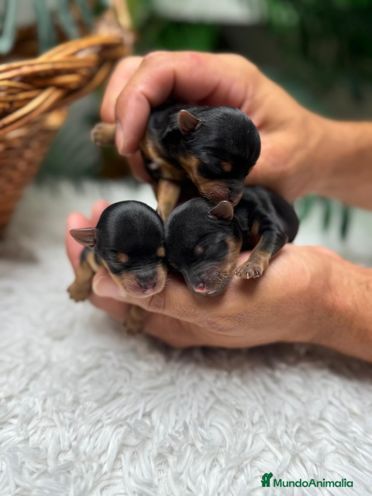 Yorkshire Terrier perros en venta: YORKSHIRE TERRIER - Anuncio 13