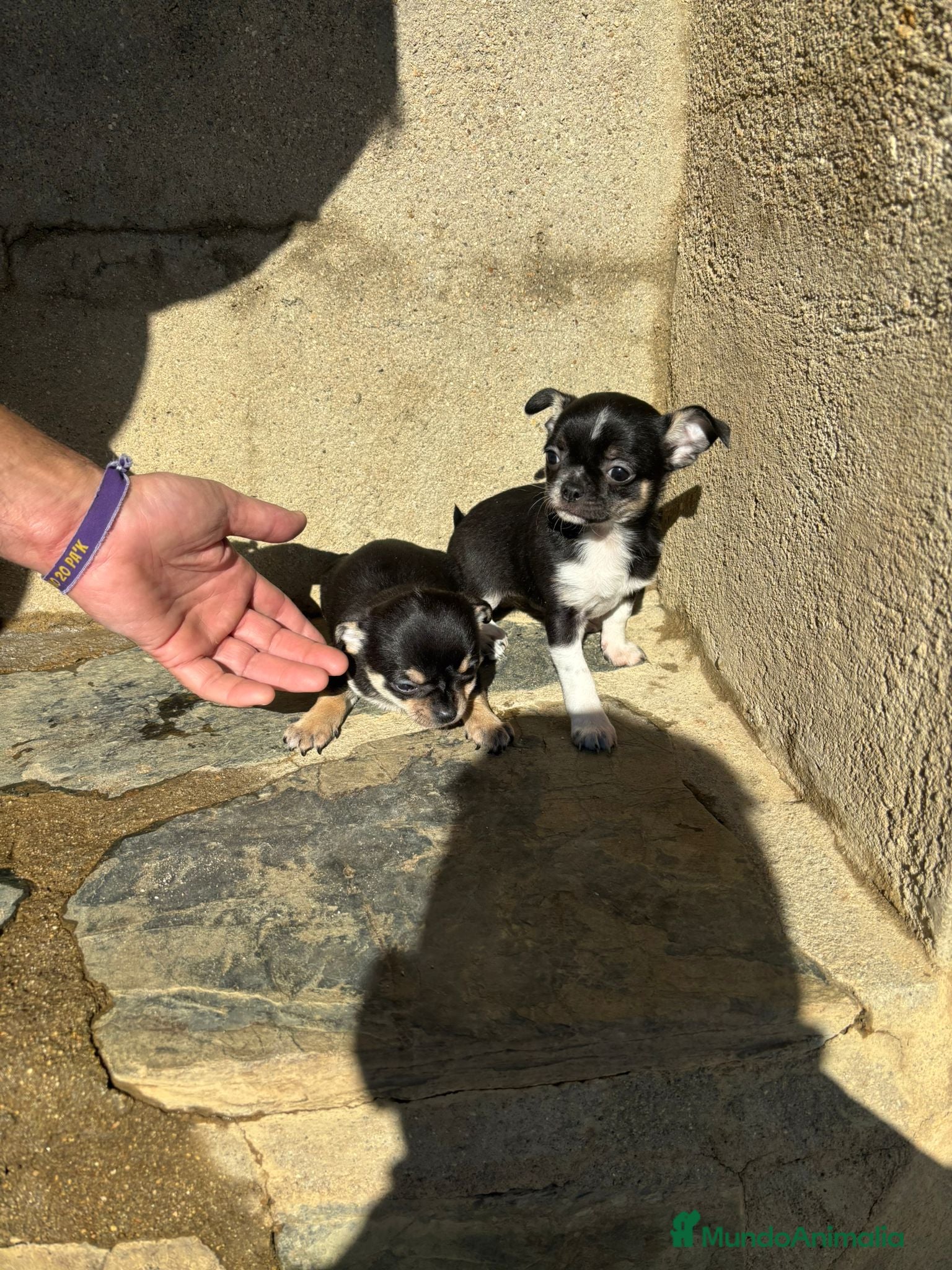 Chihuahua perros CACHORRITAS DE CHIHUAHUA  - Anuncio 2