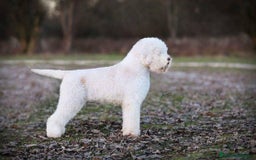 Perro de Agua Portugués perros en venta: LAGOTTO ROMAGNOLO - Imagen 1