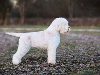 Perro de Agua Portugués perros - Anuncio 20