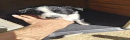 Border Collie perros en venta: Border collie bicolor  - Anuncio 2