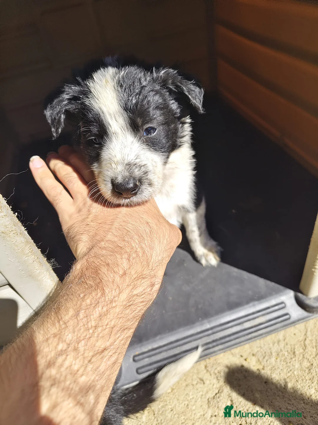 Border Collie perros en venta: Border collie bicolor  - Anuncio 2