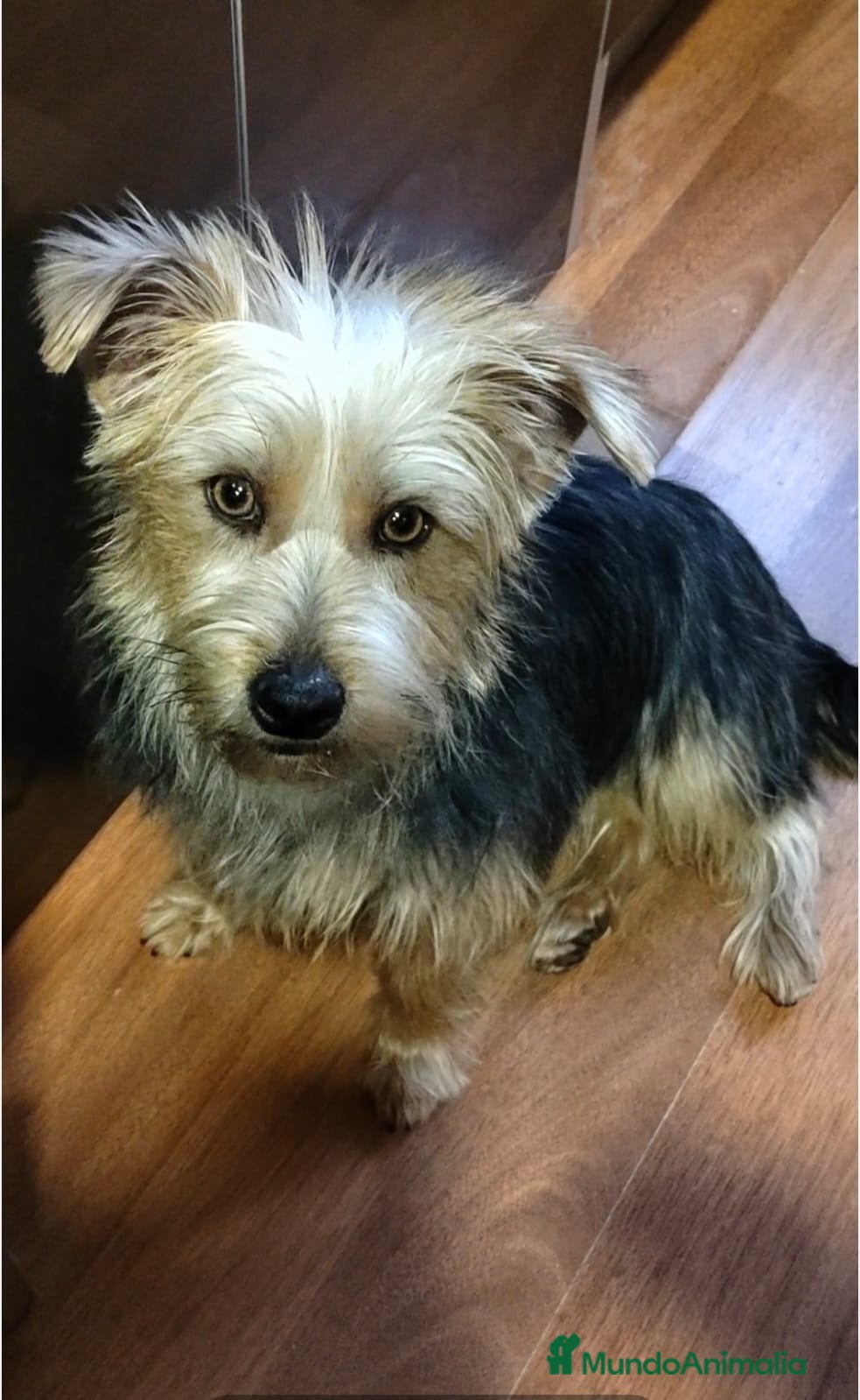 Raza Mixta perros Yorkie Russel - Anuncio 2