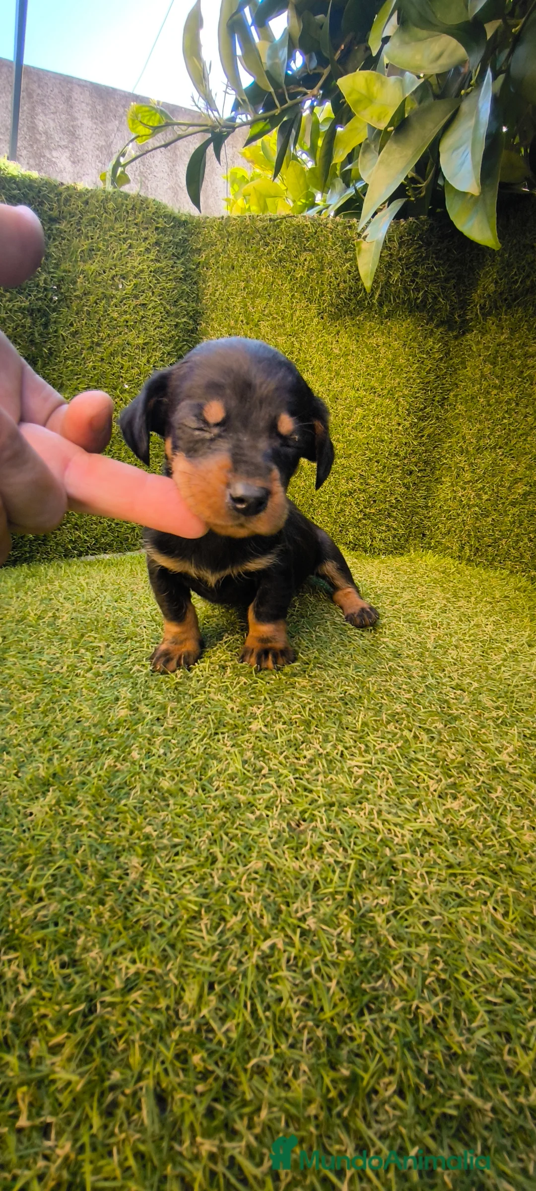 Teckel Miniatura perros en venta: camada teckel miniatura  - Anuncio 15