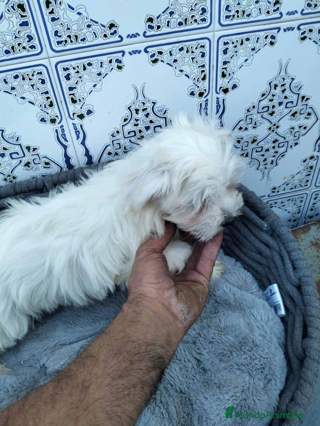 Bichón Maltés perros en venta: Bichón maltés 3 machitos  - Imagen 3