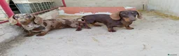 Teckel Miniatura perros en venta: Teckel miniatura - Anuncio 1