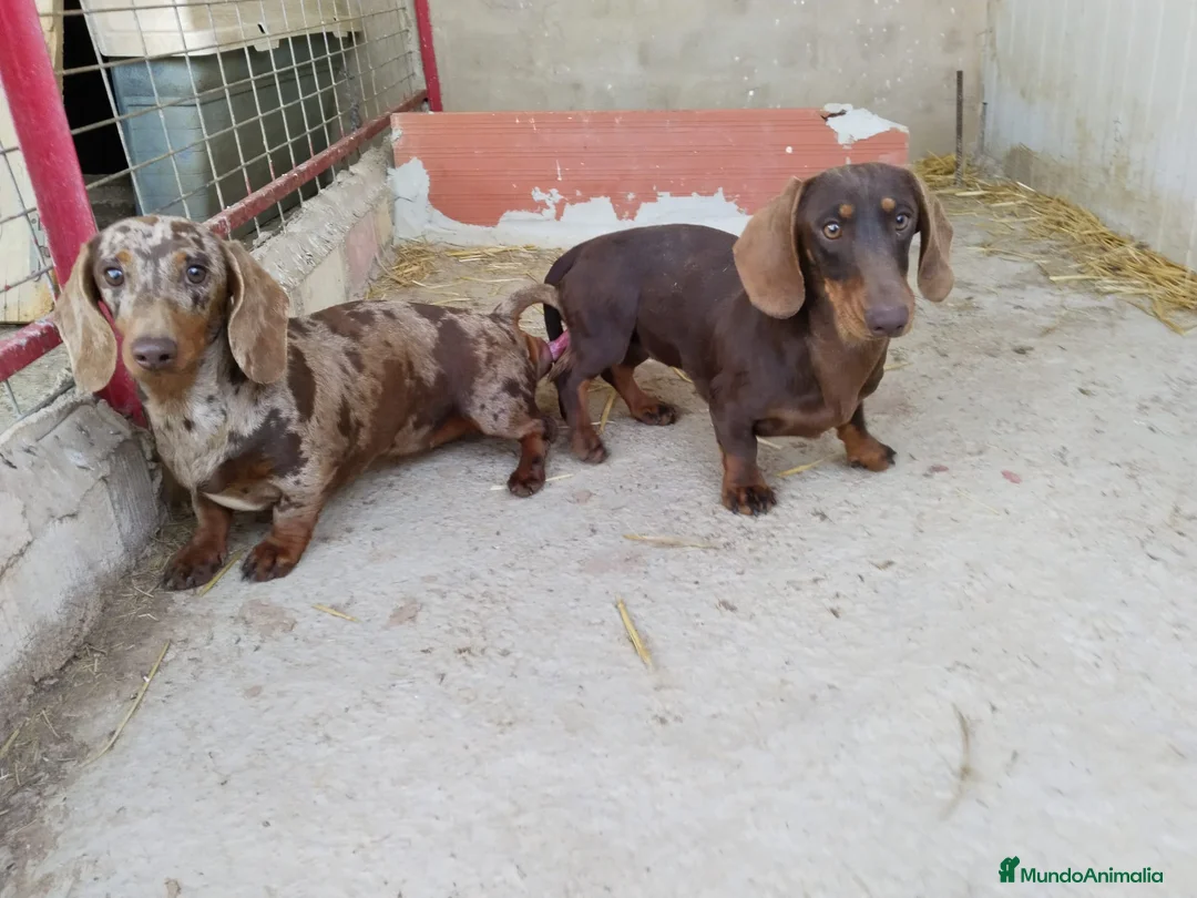 Teckel Miniatura perros en venta: Teckel miniatura - Anuncio 1