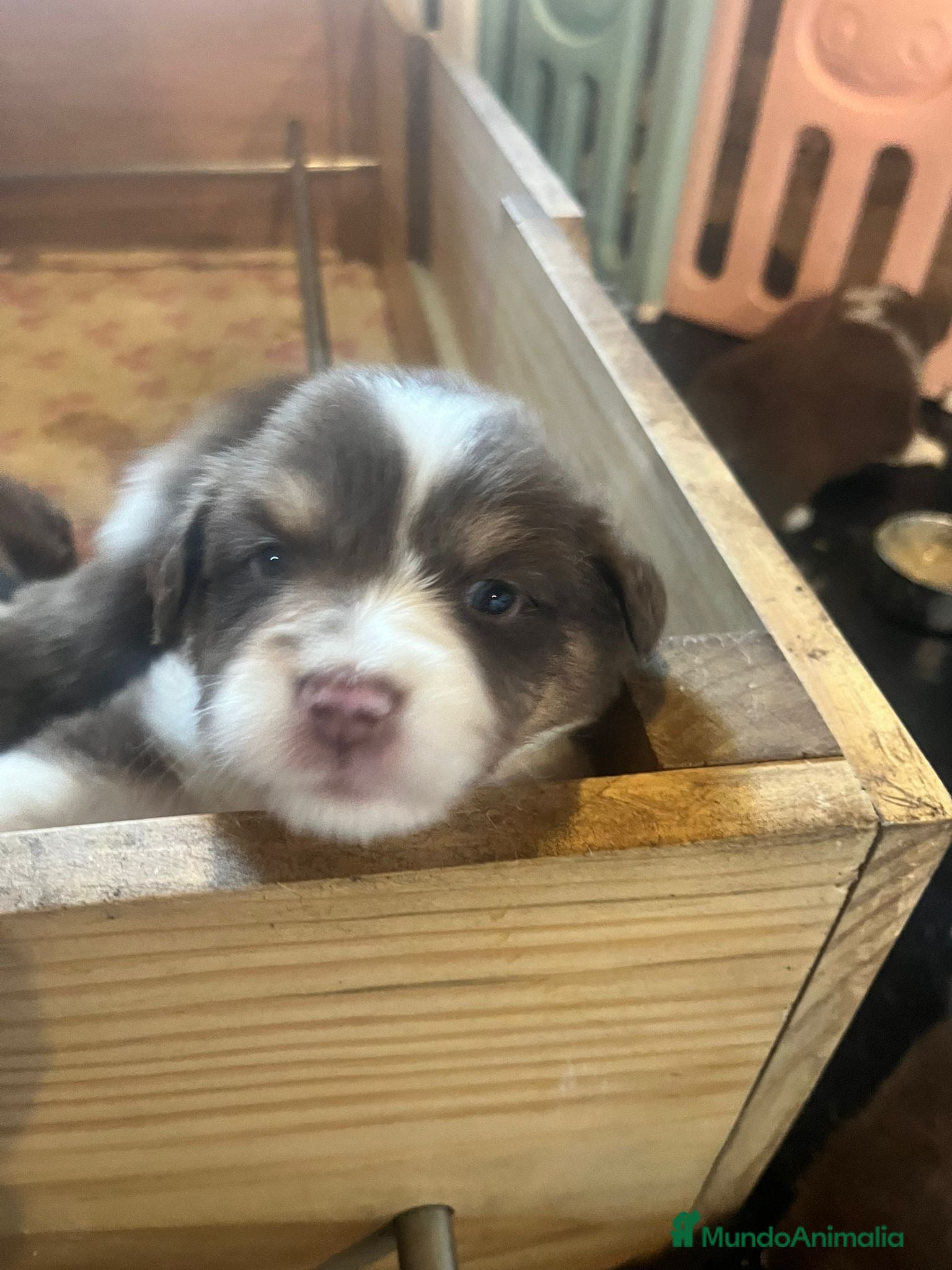 Pastor Australiano perros Excepcionales pastores australianos  - Anuncio 2
