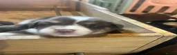 Pastor Australiano perros en venta: Excepcionales pastores australianos  - Anuncio 1