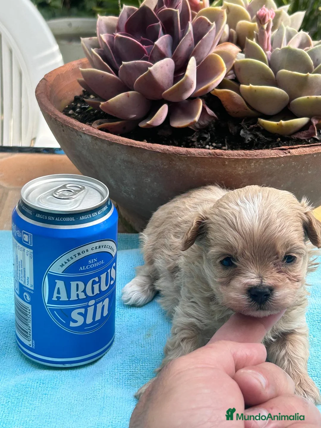 Maltipoo perros en venta: Camada cachorros raza Maltipoo en Granada - Anuncio 15