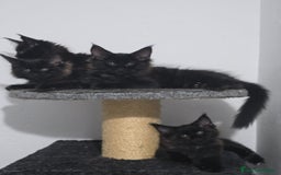 Maine Coon gatos en venta: Maine Coon Macho Negro - Imagen 2