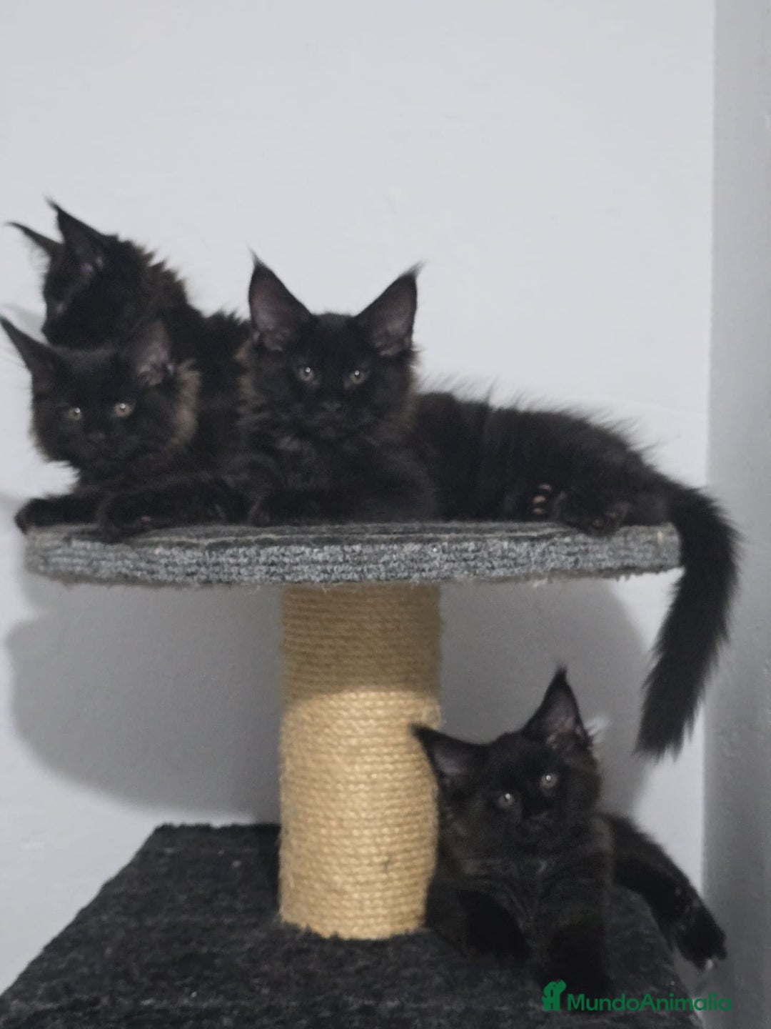 Maine Coon gatos en venta: Maine Coon Macho Negro - Imagen 2