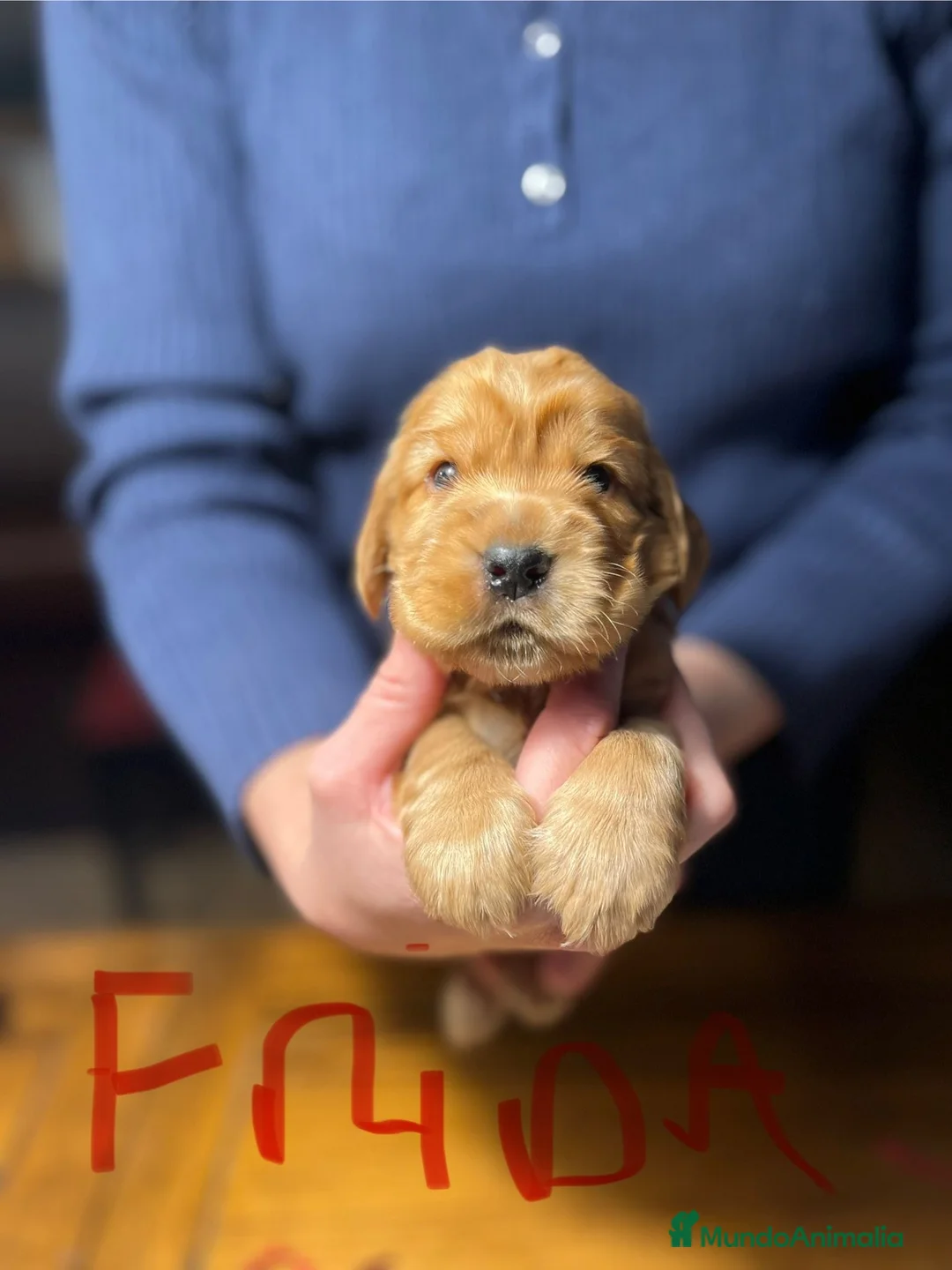 Cocker Spaniel Inglés perros en venta: Excepcionales cachorros cocker spaniel inglés  - Anuncio 1