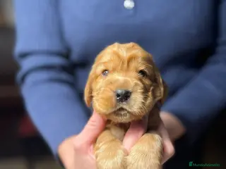 Cocker Spaniel Inglés perros Excepcionales cachorros cocker spaniel inglés - Anuncio 1