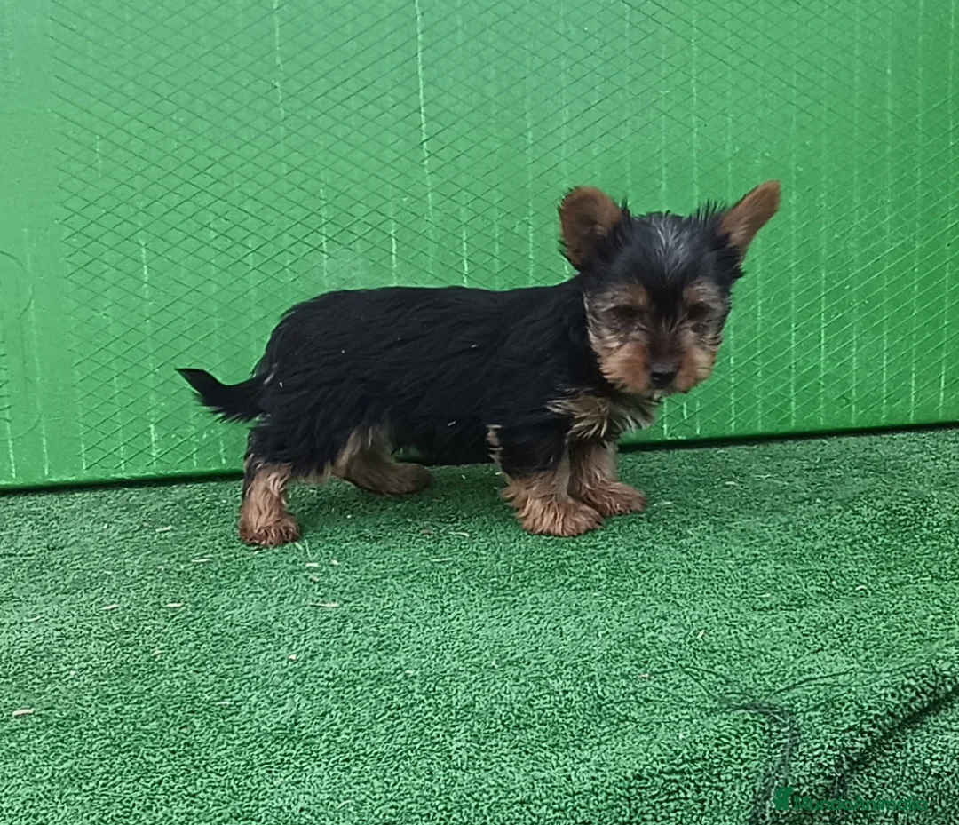 Yorkshire Terrier perros en venta: Cachorro de yorkshire mini  - Anuncio 2
