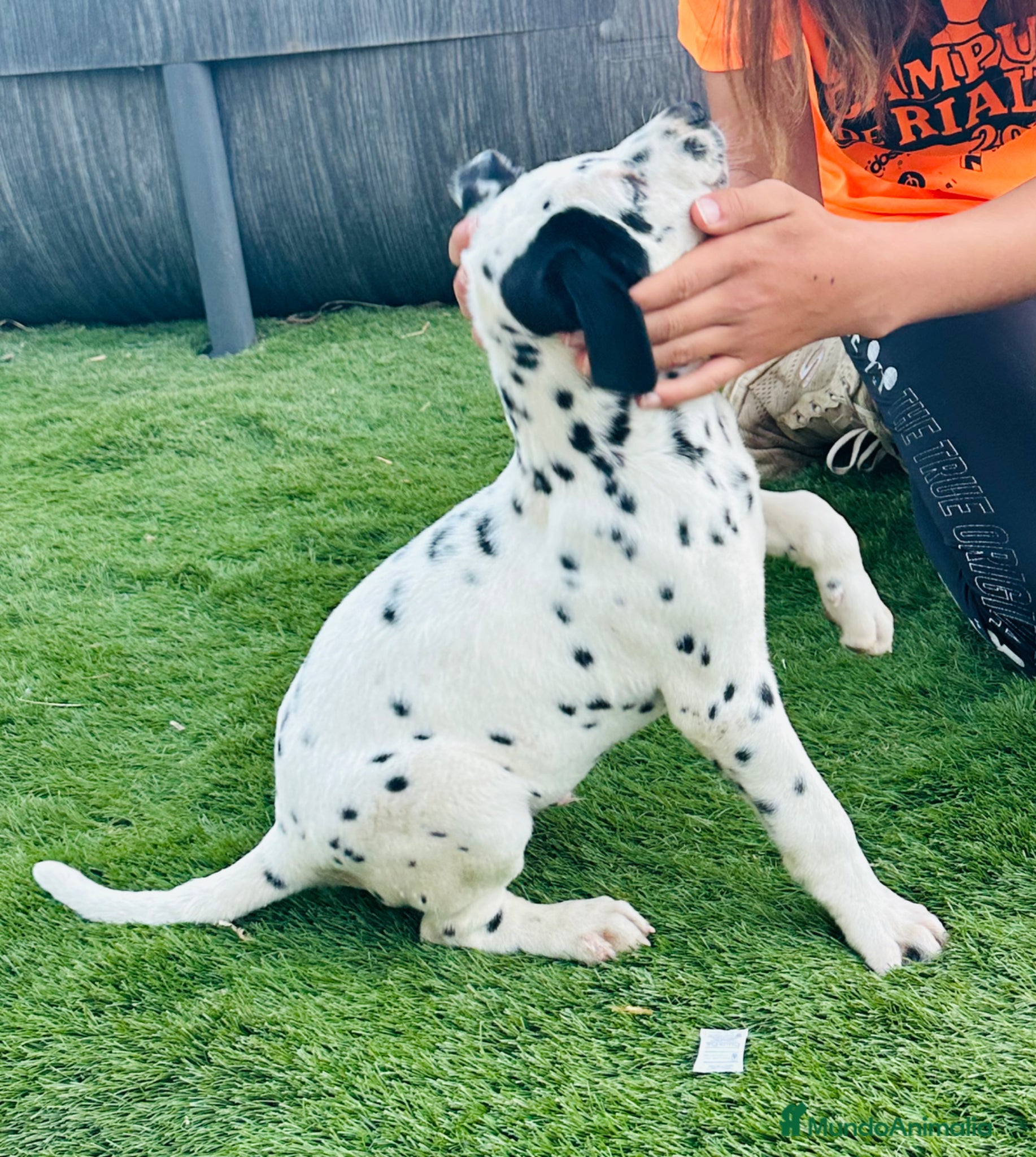 Dálmata perros Precioso dalmata súper mimoso - Anuncio 2