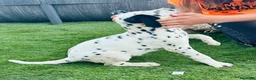 Dálmata perros en venta: Precioso dalmata súper mimoso en Barcelona - Anuncio 1