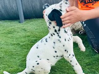 Dálmata perros Precioso dalmata súper mimoso - Anuncio 2