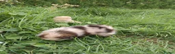 Pomerania perros en venta: Pomerania  - Anuncio 6