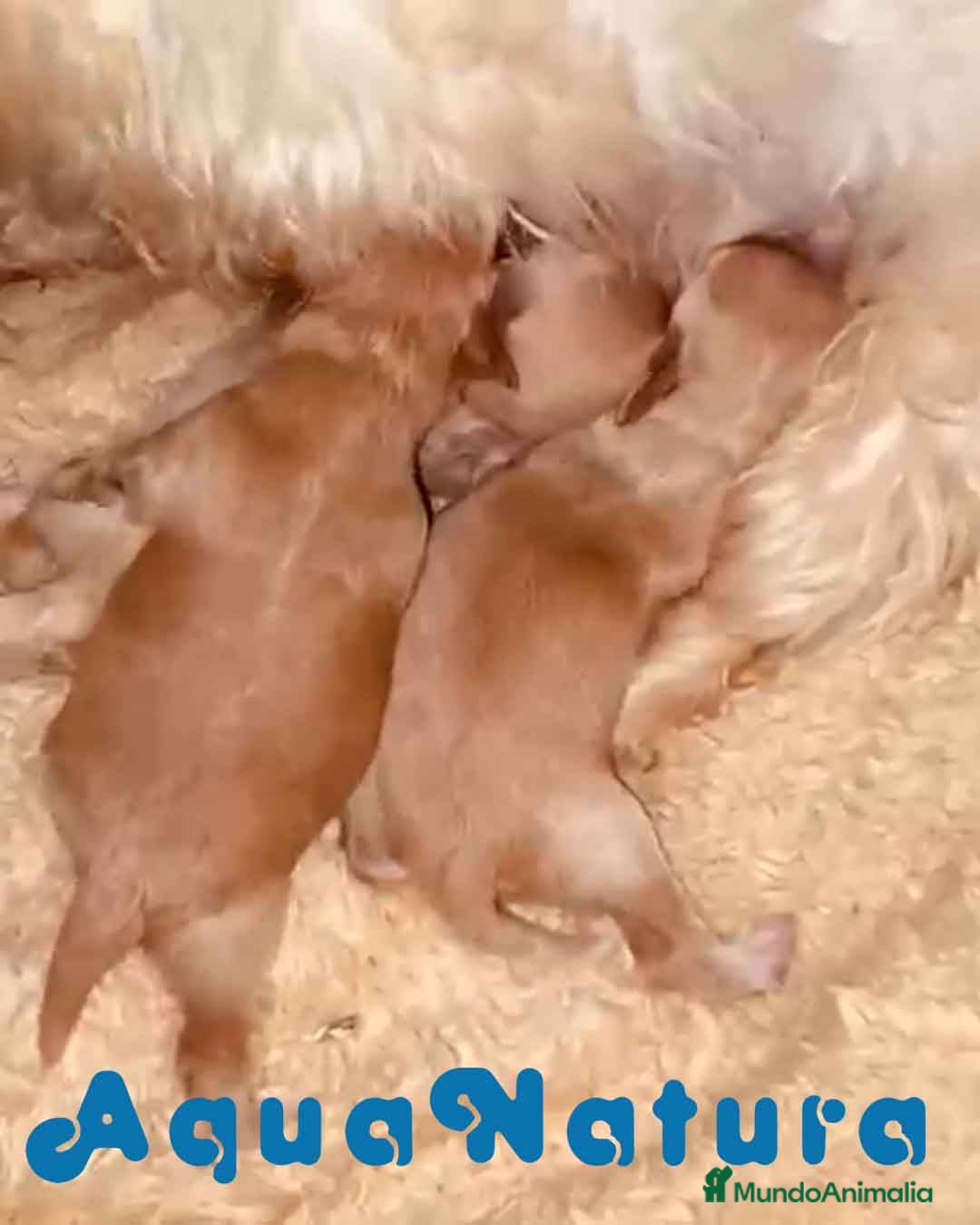 Maltipoo perros Caniche Macho 7353 de Camila - AQUANATURA en Barcelona - Anuncio 34