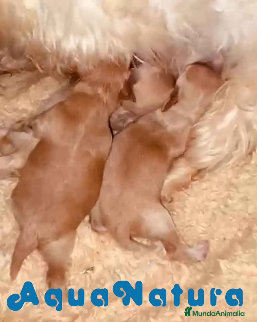 Maltipoo perros en venta: Caniche Macho 7353 de Camila - AQUANATURA en Barcelona - Anuncio 1