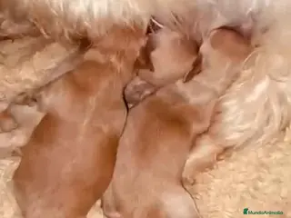 Maltipoo perros Caniche Macho 7353 de Camila - AQUANATURA en Barcelona - Anuncio 30