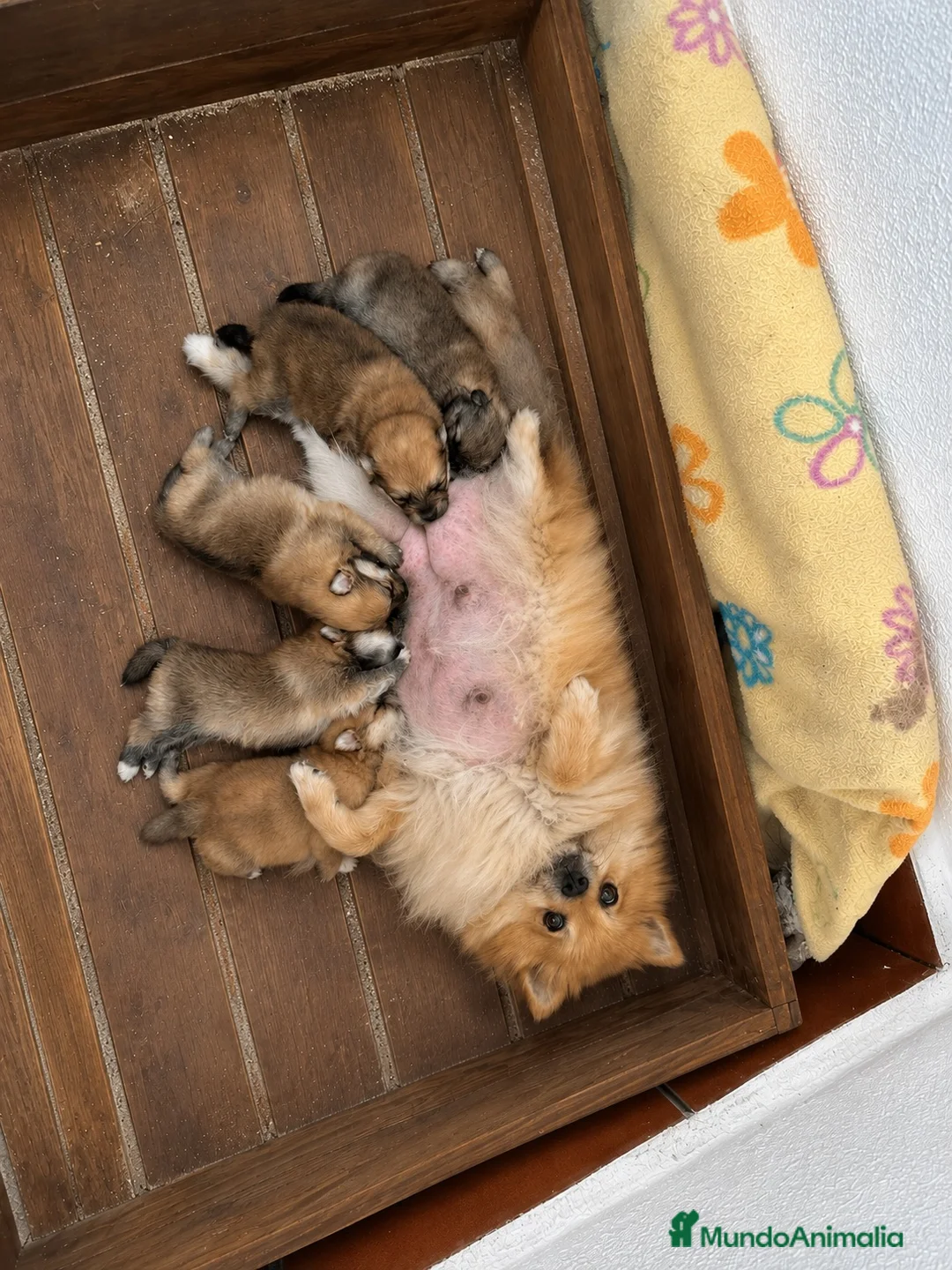 Pomerania perros en venta: Pomerania  - Anuncio 2