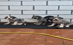 Dogo Alemán perros en venta: Gran danés, dogo alemán ♂️♀️ - Imagen 2