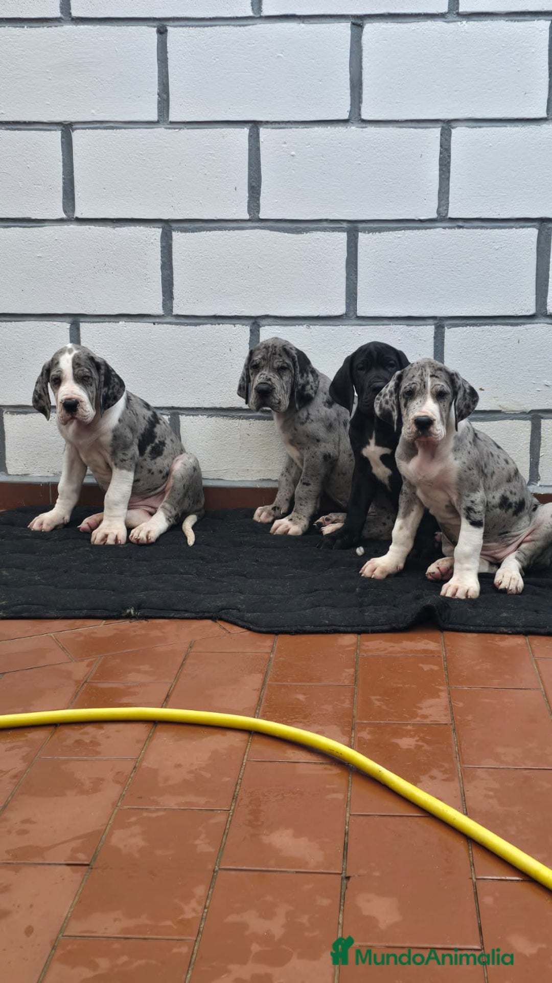 Dogo Alemán perros en venta: Gran danés, dogo alemán ♂️♀️ - Imagen 2