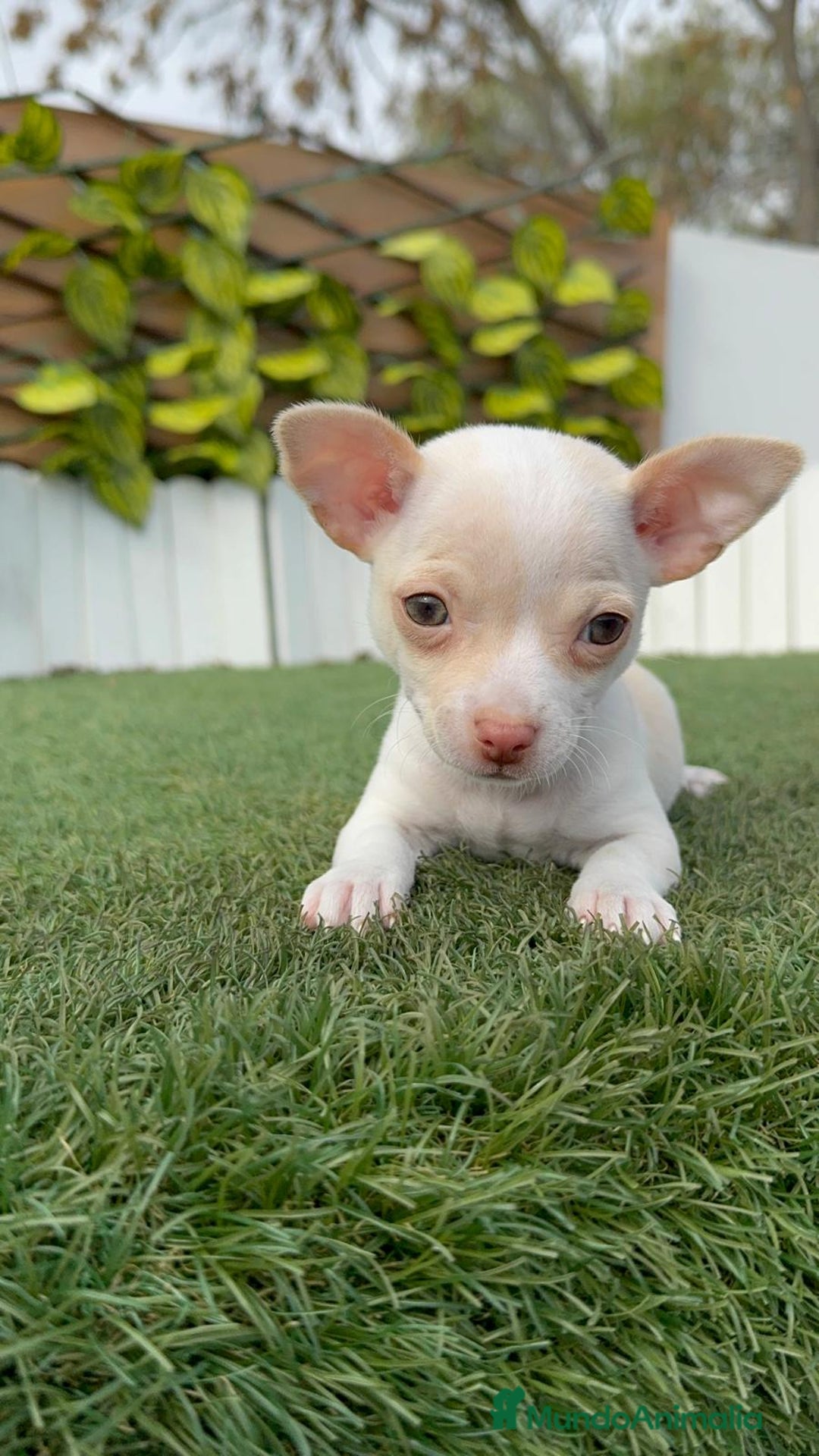 Chihuahua perros en venta: CHIHUAHUA MACHO - Anuncio 2