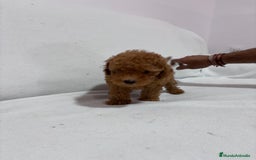 Caniche Toy perros en venta: Hermanitos de Caniche rojo toy disponible.  - Imagen 3