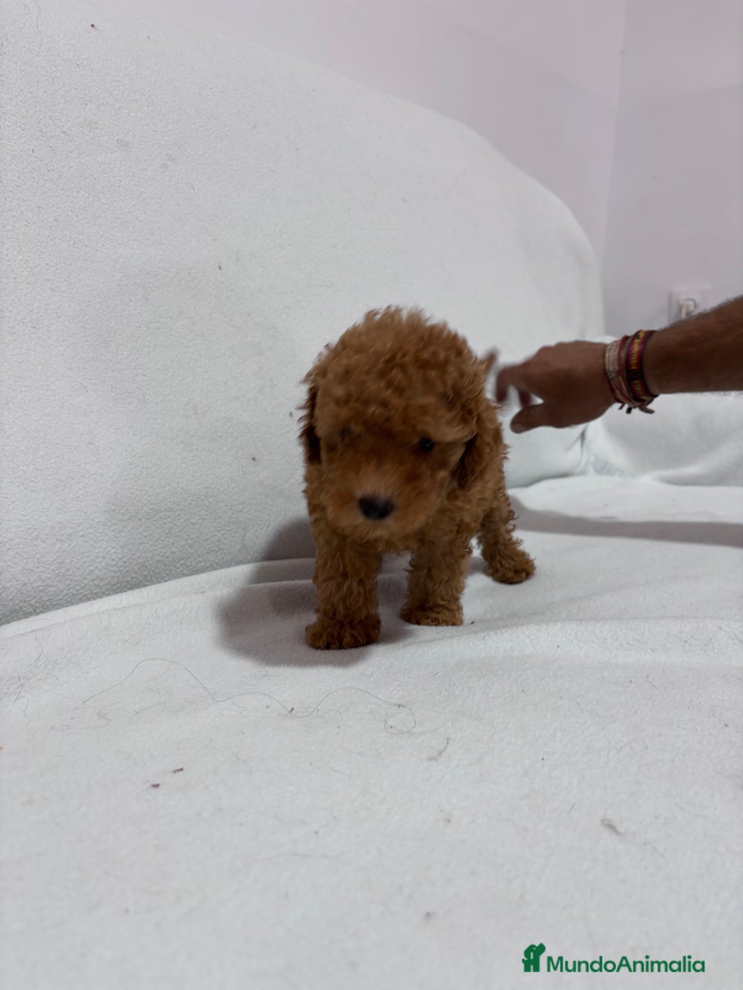 Caniche Toy perros en venta: Hermanitos de Caniche rojo toy disponible.  - Imagen 3