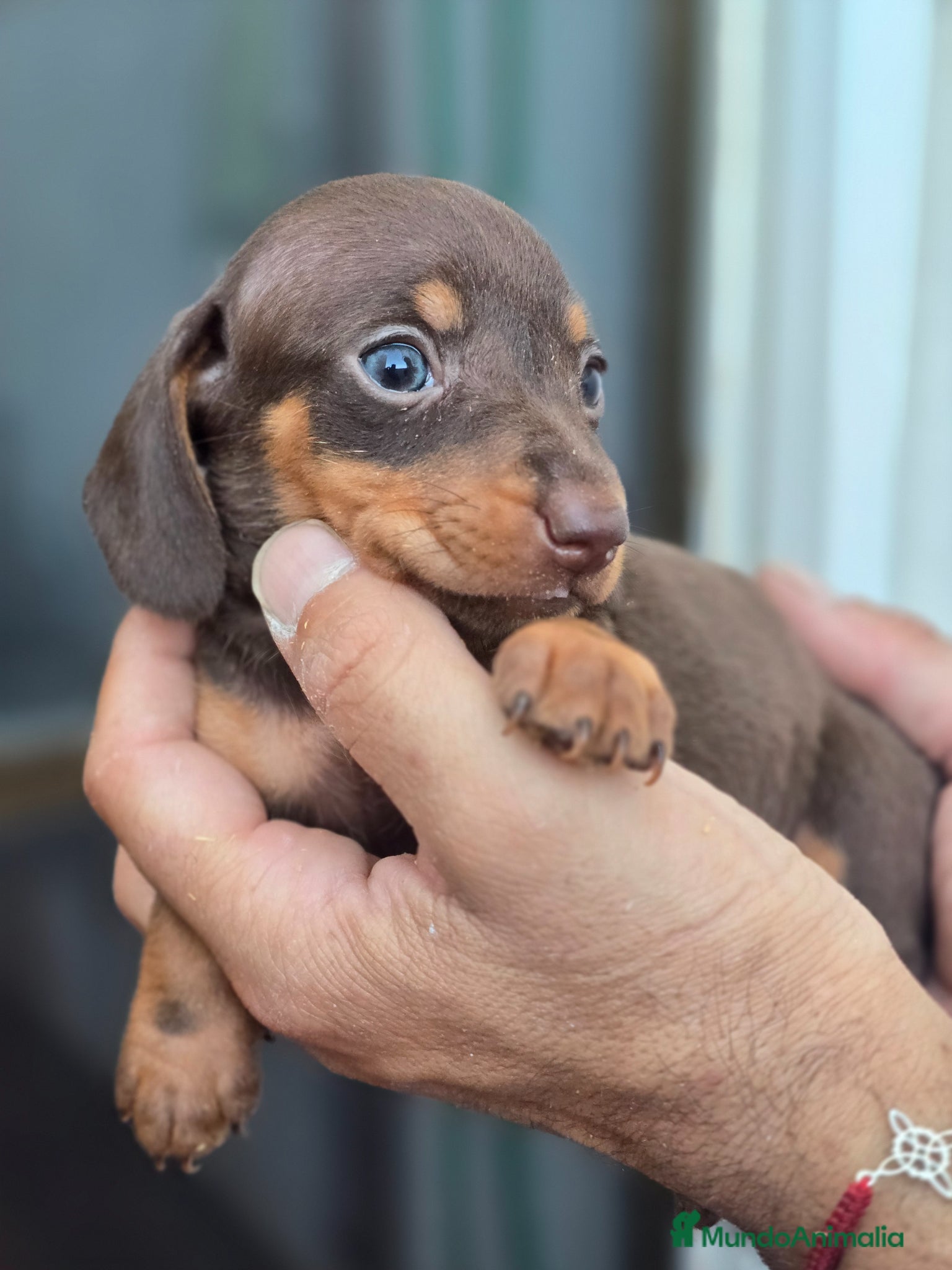 Teckel Miniatura perros en venta: Teckel chocolate preciosos - Anuncio 2