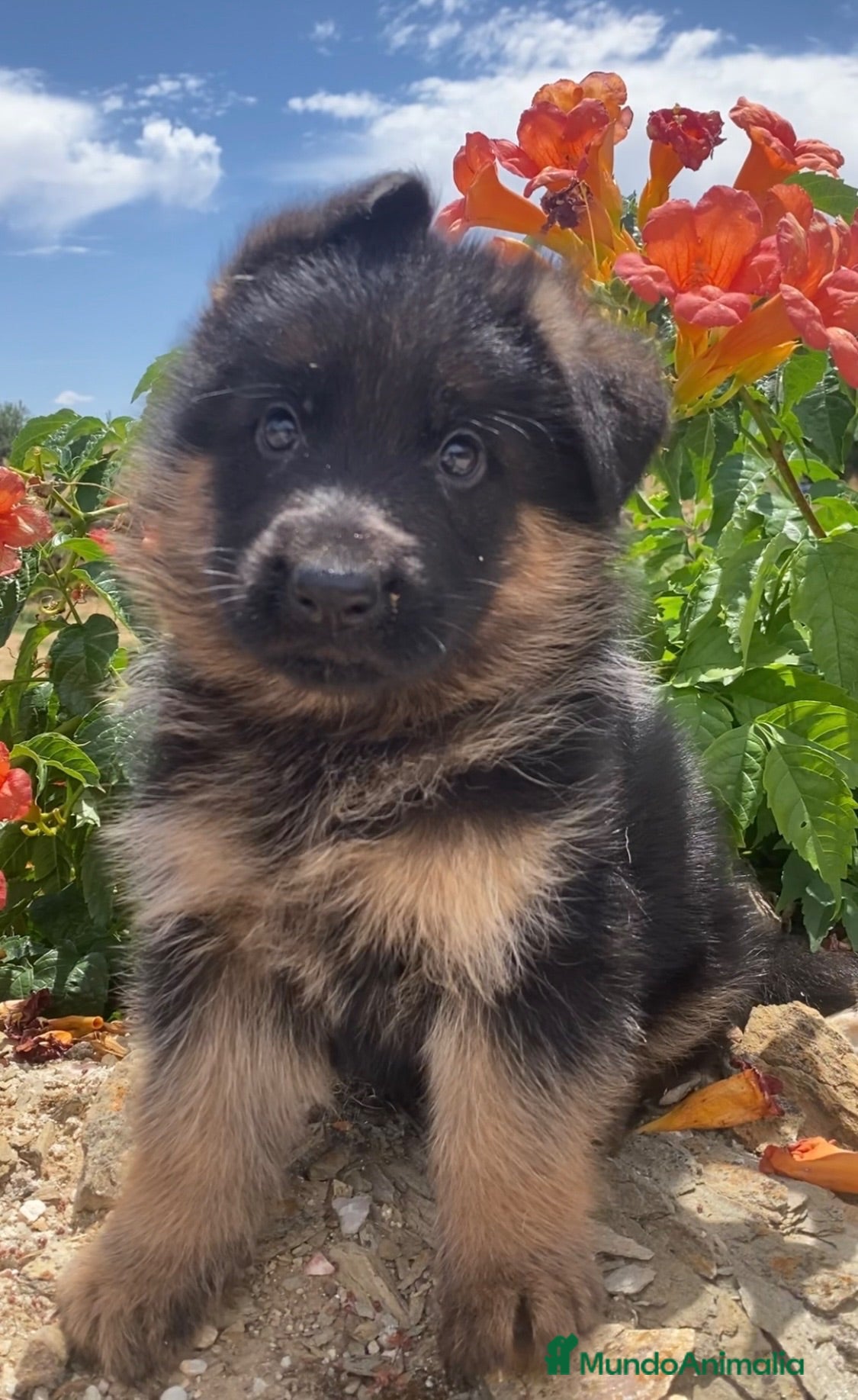 Pastor Alemán perros Cachorro macho de pastor alemán  - Anuncio 1