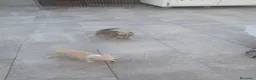 Chihuahua perros en venta: Chihuahua - Anuncio 3