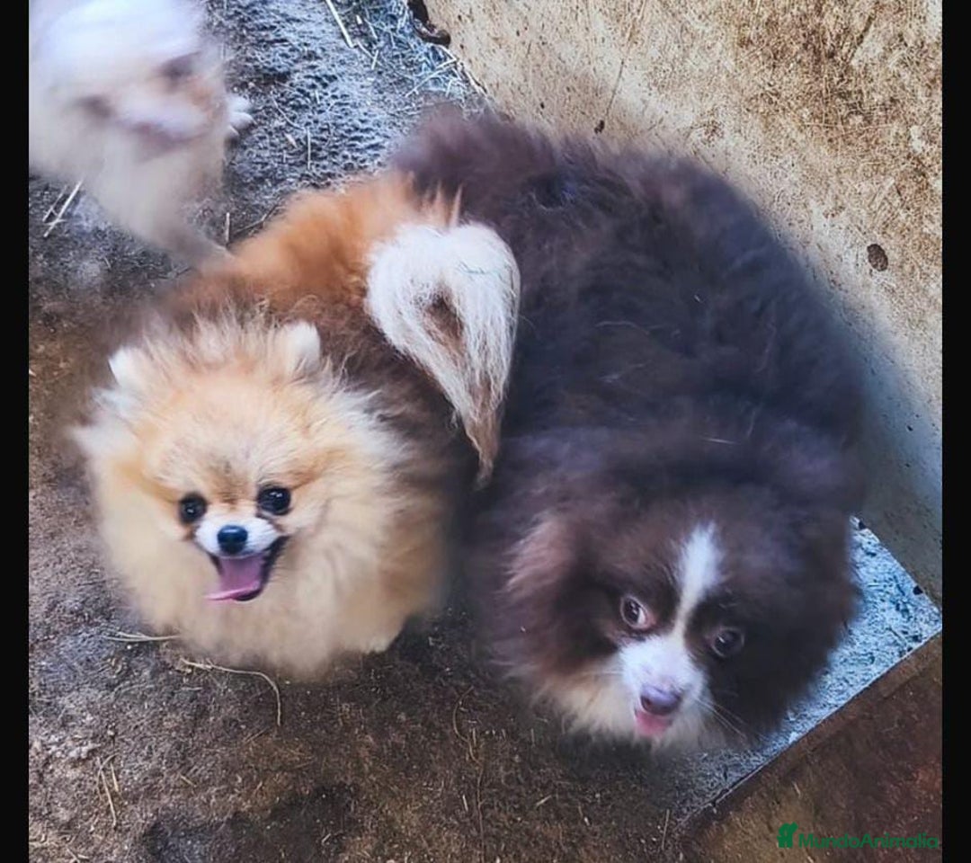 Pomerania perros en venta: Lulu pomerania  - Anuncio 15