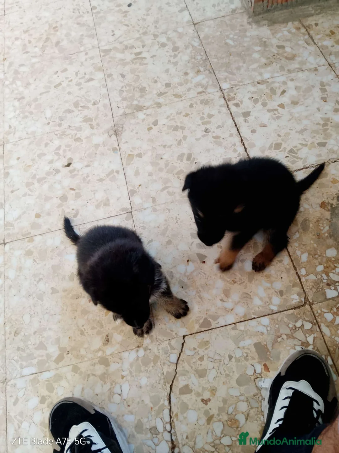 Pastor Alemán perros en venta: Cachorros de pastor alemán🐶🐾 - Anuncio 6
