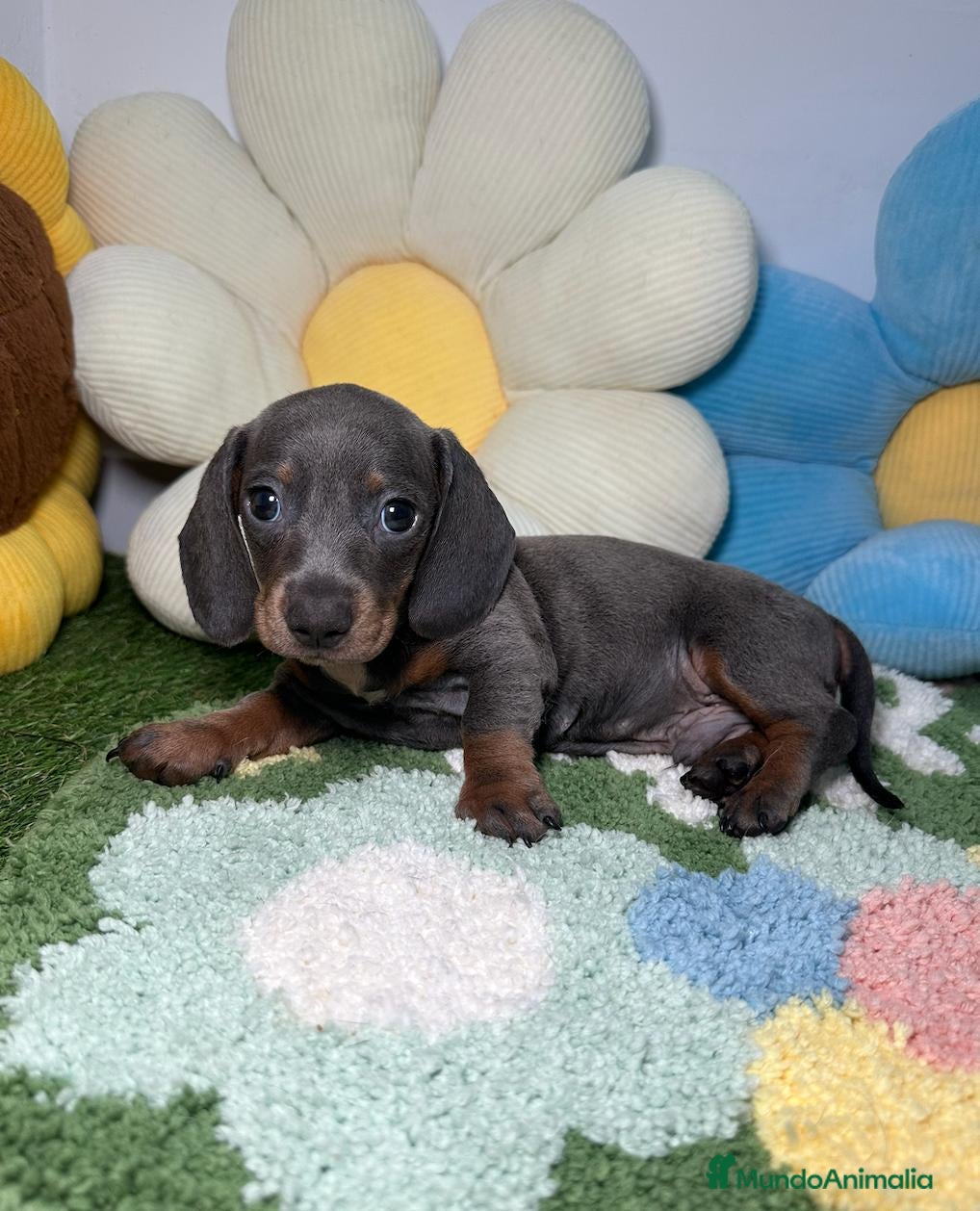 Teckel Miniatura perros Teckel Kaninchen Blue  - Anuncio 1