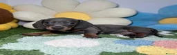 Teckel Miniatura perros en venta: Teckel Kaninchen Blue  - Anuncio 1